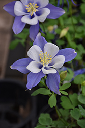 Songbird Blue Bird Columbine (Aquilegia 'Blue Bird') at Lakeshore Garden Centres