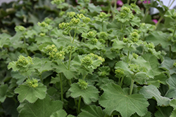 Auslese Lady's Mantle (Alchemilla mollis 'Auslese') at Lakeshore Garden Centres