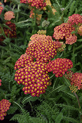 Desert Eve Red Yarrow (Achillea millefolium 'Desert Eve Red') at Lakeshore Garden Centres