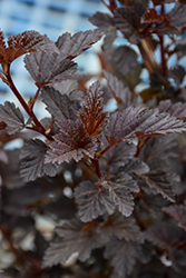 Darkstar Ninebark (Physocarpus opulifolius 'Darkstar') at Lakeshore Garden Centres
