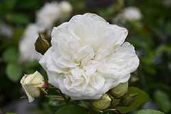 Grace N' Grit White Rose (Rosa 'Meidyceus') at Stonegate Gardens