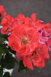 Coral Cove Rose (Rosa 'Coral Cove') at Lakeshore Garden Centres