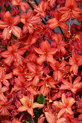Electric Lights Red Azalea (Rhododendron 'UMNAZ 502') at Stonegate Gardens