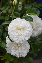 Grace N' Grit White Rose (Rosa 'Meidyceus') at Stonegate Gardens