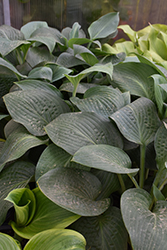 T-Rex Hosta (Hosta 'T-Rex') at Lakeshore Garden Centres