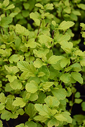 Lucky Devil Ninebark (Physocarpus opulifolius 'ZLEMichael') at Lakeshore Garden Centres