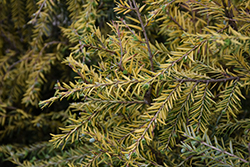 Golden Splendor Hemlock (Tsuga canadensis 'Golden Splendor') at Lakeshore Garden Centres