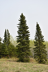Black Spruce (Picea mariana) at Lakeshore Garden Centres