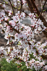 Pink Candles Nanking Cherry (Prunus tomentosa 'Pink Candles') at A Very Successful Garden Center