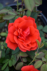 Morden Fireglow Rose (Rosa 'Morden Fireglow') at Lakeshore Garden Centres