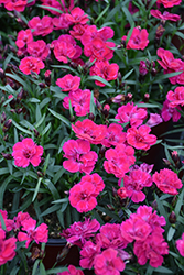 Beauties Tiiu Pinks (Dianthus 'Hilarian') at Lakeshore Garden Centres