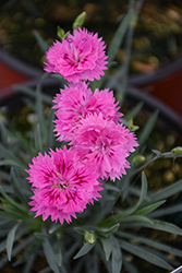 Pink Fire Pinks (Dianthus 'Pink Fire') at A Very Successful Garden Center