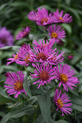Pink Beauty Aster (Symphyotrichum 'Pink Beauty') at Stonegate Gardens