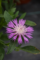 Rosea Cornflower (Centaurea dealbata 'Rosea') at Lakeshore Garden Centres