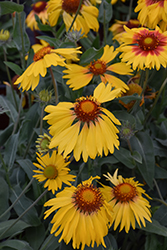 Amber Wheels Blanket Flower (Gaillardia x grandiflora 'Amber Wheels') at Lakeshore Garden Centres