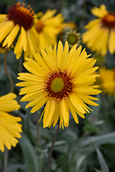 Amber Wheels Blanket Flower (Gaillardia x grandiflora 'Amber Wheels') at Lakeshore Garden Centres