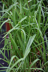 Sweet Grass (Hierochloe odorata) at Lakeshore Garden Centres