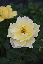 Yukon Sun Rose (Rosa 'Yukon Sun') at Stonegate Gardens