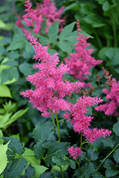Younique Ruby Red Astilbe (Astilbe 'VersRed') at A Very Successful Garden Center