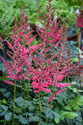 Hot Pearls Chinese Astilbe (Astilbe chinensis 'Hot Pearls') at Stonegate Gardens