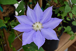 H.F. Young Clematis (Clematis 'H.F. Young') at Lakeshore Garden Centres