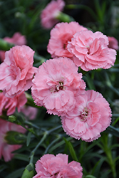 Scent First Tall Romance Pinks (Dianthus 'Wp09 Wen04') at Stonegate Gardens