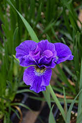 Concord Crush Siberian Iris (Iris sibirica 'Concord Crush') at Stonegate Gardens