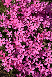 Spring Bling Ruby Riot Hybrid Moss Phlox (Phlox 'Ruby Riot') at Lakeshore Garden Centres
