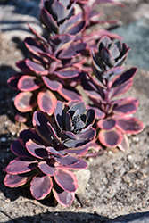 Sunsparkler Dazzling Dynamite Stonecrop (Sedum 'Dazzling Dynamite') at Lakeshore Garden Centres