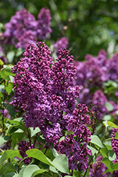 Burgundy Queen Lilac (Syringa vulgaris 'Burgundy Queen') at Lakeshore Garden Centres