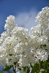New Age White Lilac (Syringa vulgaris 'G13103') at Lakeshore Garden Centres