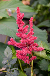 Hot Pearls Chinese Astilbe (Astilbe chinensis 'Hot Pearls') at Lakeshore Garden Centres
