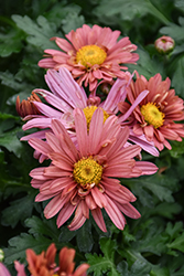Coral Daisy Chrysanthemum (Chrysanthemum 'Coral Daisy') at Lakeshore Garden Centres