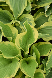 Sunshine Glory Hosta (Hosta 'Sunshine Glory') at Lakeshore Garden Centres