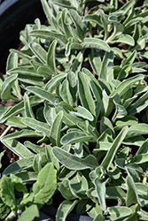 Silver Speedwell (Veronica spicata ssp. incana) at A Very Successful Garden Center