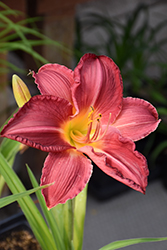 Charles Johnston Daylily (Hemerocallis 'Charles Johnston') at Lakeshore Garden Centres