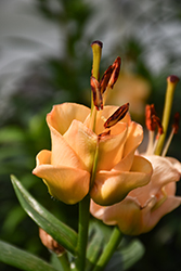 Apricot Fudge Lily (Lilium 'Apricot Fudge') at Lakeshore Garden Centres