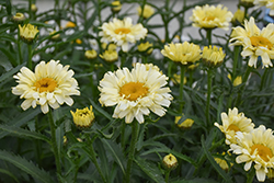 Sweet Daisy Izabel Shasta Daisy (Leucanthemum x superbum 'Izabel') at Lakeshore Garden Centres
