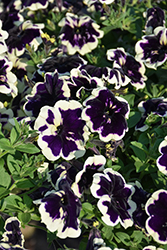 SureShot Blueberries & Cream Petunia (Petunia 'Balsursbeam') at Lakeshore Garden Centres