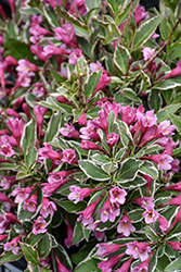 My Monet Purple Effect Weigela (Weigela florida 'Verweig8') at Lakeshore Garden Centres