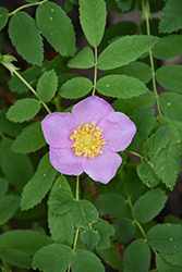 Prairie Rose (Rosa arkansana) at Lakeshore Garden Centres