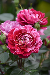 Candy Sunblaze Rose (Rosa 'Meidanclar') at Stonegate Gardens