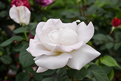 World War II Memorial Rose (Rosa 'Wezgrey') at Stonegate Gardens