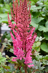Mighty Chocolate Cherry Chinese Astilbe (Astilbe chinensis 'Mighty Chocolate Cherry') at Stonegate Gardens