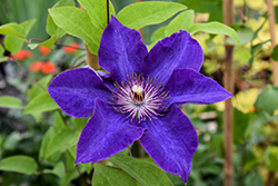 The President Clematis (Clematis 'The President') at Lakeshore Garden Centres