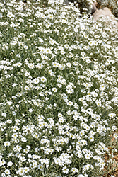 Snow-In-Summer (Cerastium tomentosum) at Lakeshore Garden Centres