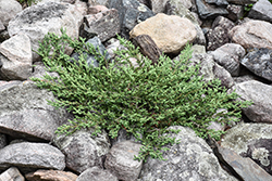 Spreading Common Juniper (Juniperus communis 'var. montana') at Lakeshore Garden Centres