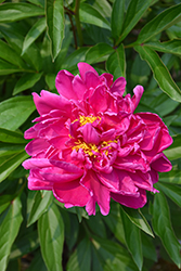 Karl Rosenfield Peony (Paeonia 'Karl Rosenfield') at Lakeshore Garden Centres
