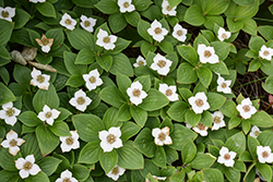 Bunchberry (Cornus canadensis) at Lakeshore Garden Centres