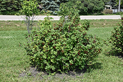 Red Lake Red Currant (Ribes rubrum 'Red Lake') at Lakeshore Garden Centres